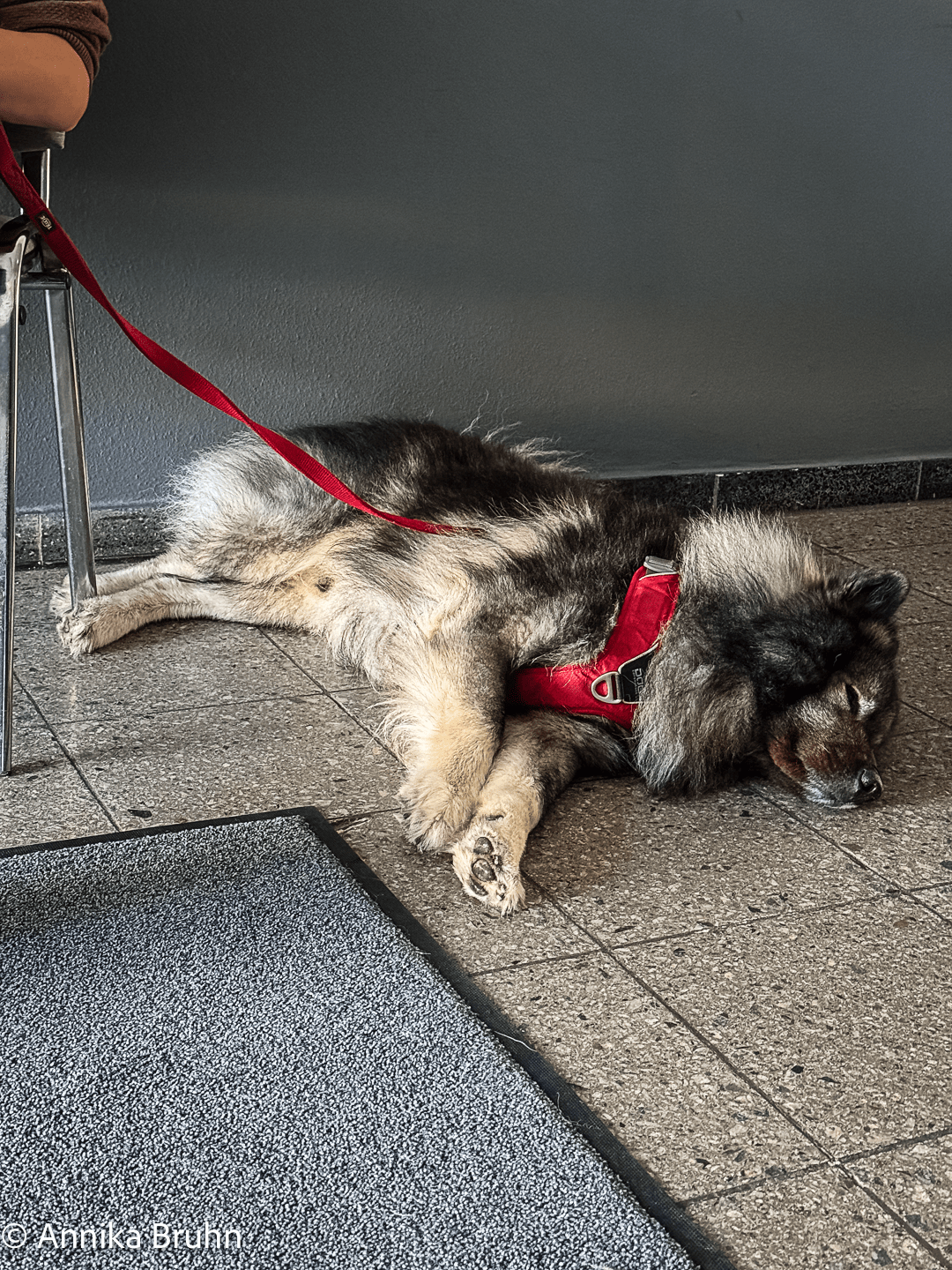 Entspannt warten beim Tierarzt